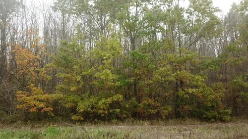 Aerial Fly Near Autumn Trees in Mystic Forest and Fog