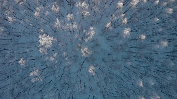 Frozen Forest Rotation, Nature Stock Footage ft. winter & nature - Envato
