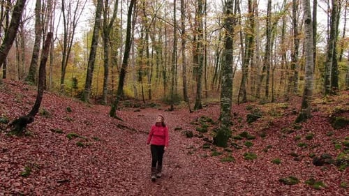 Hiker Woman Walking Through the Forest in Autumn