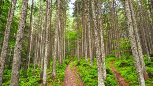 Spring Green Forest Sunny Magical Powerful Trees in the Morning Time The Sun's Rays Pass Through the