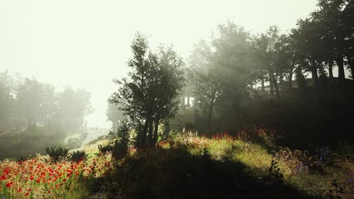 Hyperlapse in a Summer Forest in Fog