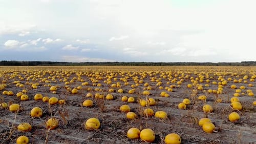 Aerial View Ripened Pumpkins Lie on Ground in Field, Drone Shot