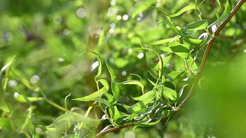Close up branches of Chinese willow over green