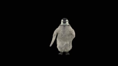 Cute Fluffy Baby Penguin Walking Loop Animation