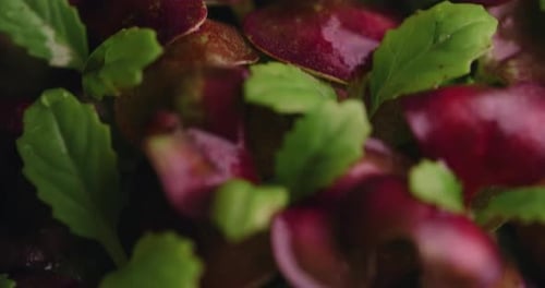 Images macro de micropousses de radis colorées cultivées, de légumes verts agricoles verticaux, de superaliments vitaminés