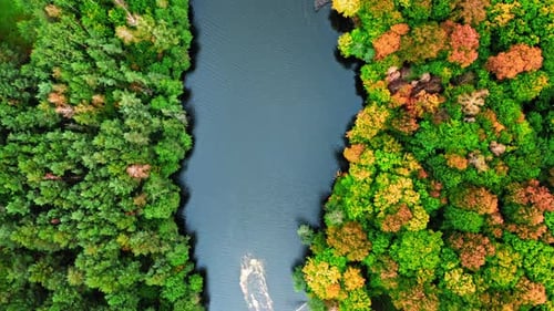 River and forest in autumn. Aerial view of wildlife.