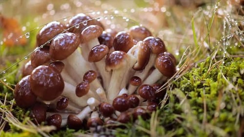 Armillaria Mushrooms of Honey Agaric In a Sunny Forest in the Rain