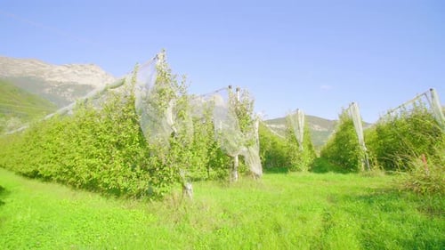 Apple Orchard with Protective Netting on a Sunny Day