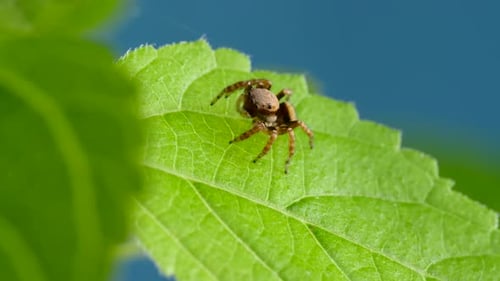 Adorable Jumping Spider Walking And Looking Curious on Green Leaf