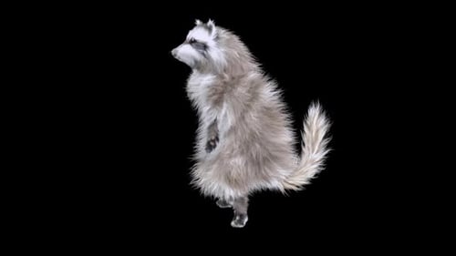 Realistic 3D Dancing Raccoon for Transparent Backgrounds