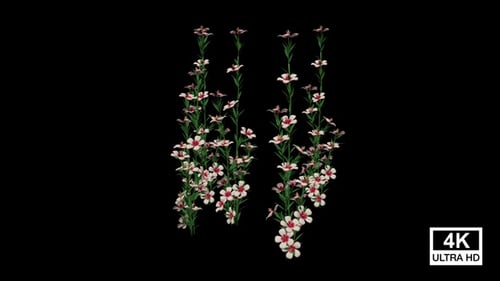 Animated Growing Vines with Pink Flowers