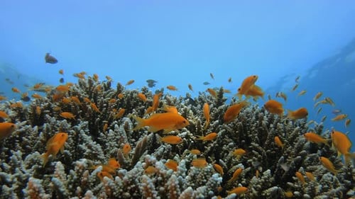 Tropical Colourful Fish