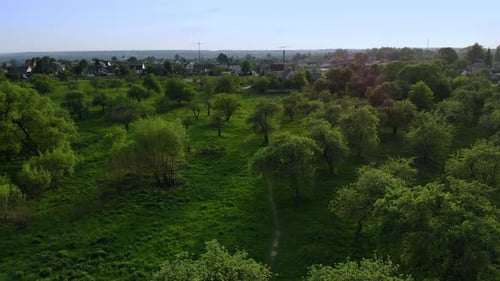 Beautiful Top View of Green Forest and Grass with Path
