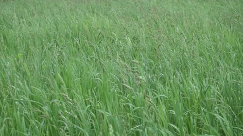 Grass in the Wind in a Green Field