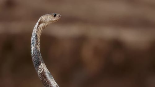 Indian Spectacled Cobra Snake Venomous with Its Hood Lat