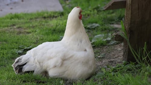 Hen and Chicks on Green Grass