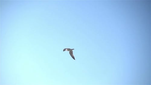 Seagull Flies Peacefully in Clear Blue Sky