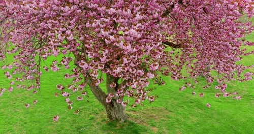 Branches of Blossoming Sakura on Beautiful Floral Spring of Nature
