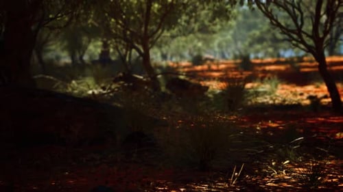 3D Animated Movement Through Sunny Forest Ground with Trees