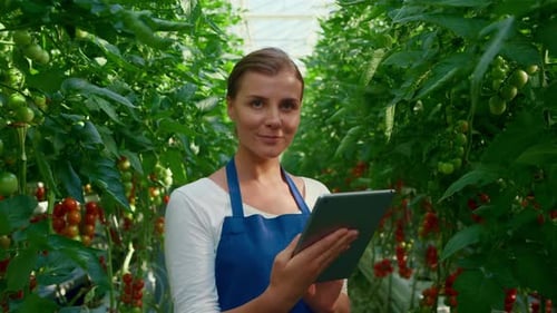 Woman Farmer Using Tablet in Tomato Greenhouse