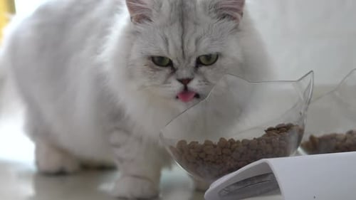 Fluffy White Cat Eating Food From Bowl