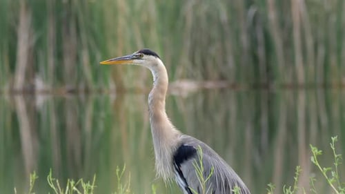 Great Blue Heron Standing Near Pond