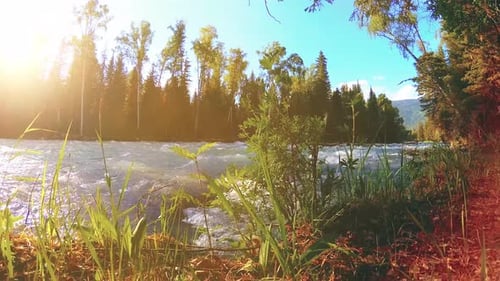 Meadow at Mountain River Bank