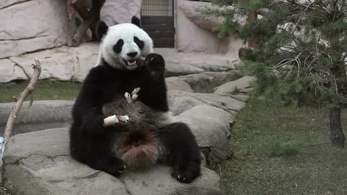 Panda Eating Bamboo in Natural Habitat