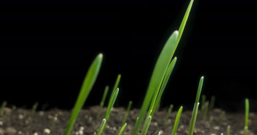 Fresh Grass Growing Macro Timelapse