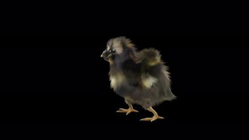 Realistic 3D Chick Walking Animation