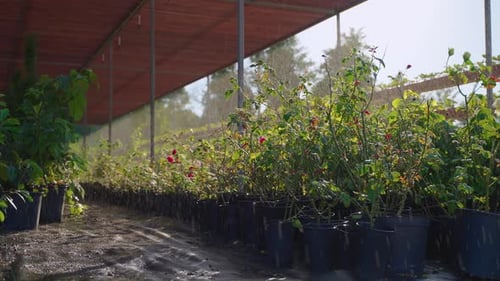 Gewächshaus mit Blumen und Beerenpflanzen mit automatischem Bewässerungssystem