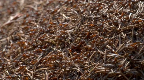 Großer Ameisenhaufen im Wald