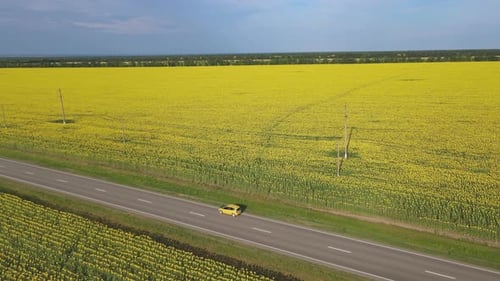 A Car Drives Along an Asphalt Road Through Sunflower Fields