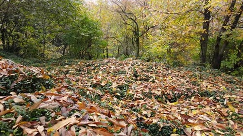 Blätter im Herbst
