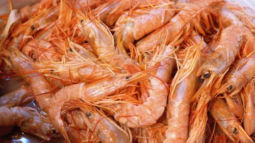 Les crevettes fraîches sont vendues dans une vitrine ouverte sur le marché de rue.
Égypte