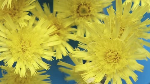 Close Up of Yellow Flowers