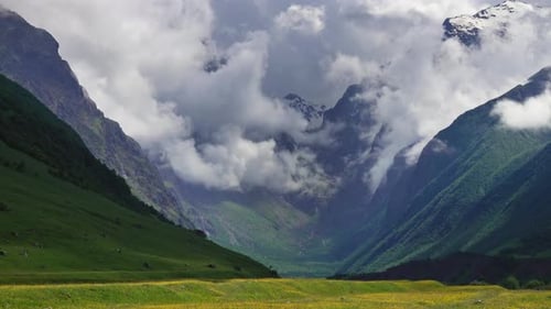 Wildblumenwiese und Berge