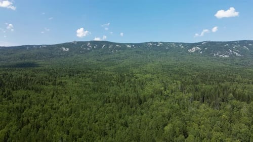 Green forest against the background of the sky and mountains