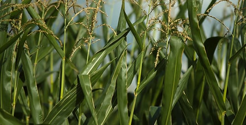 Corn Stalks Swaying in a Rural Setting