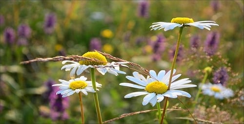 Flowers 25