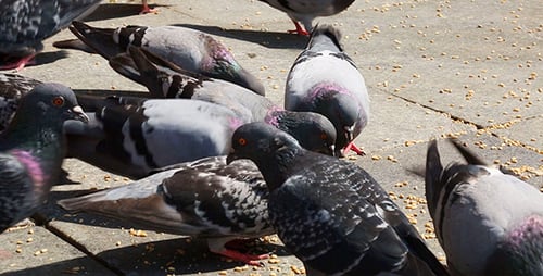 Pigeons
