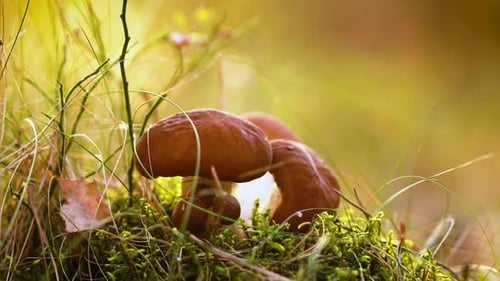 Mushrooms In a Sunny Forest
