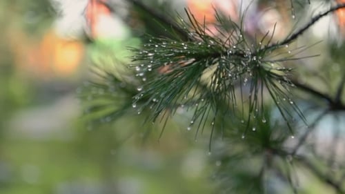 Branche d'arbre de Noël humide