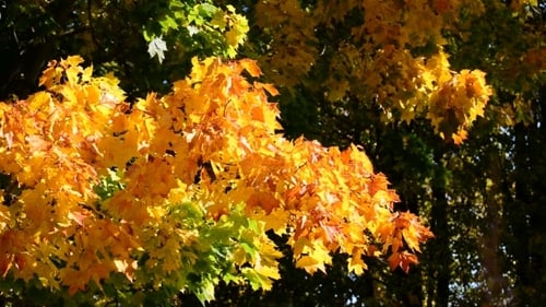 Bright Yellow Autumn Leaves Swaying in the Breeze