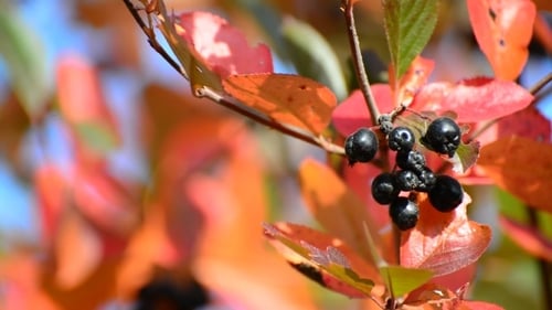 Aronia Automne par une journée ensoleillée