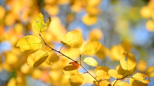 Golden Leaves Shining in the Autumn Sunlight