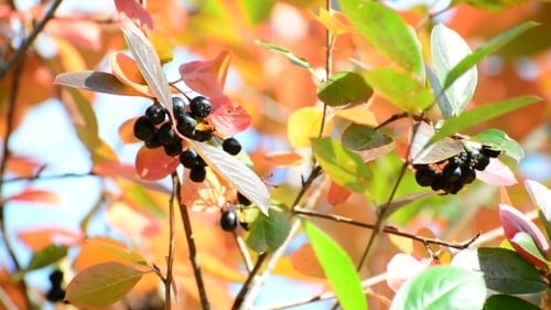 Aronia Automne par une journée ensoleillée