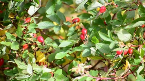 Red Berries Of Wild Rose In Wind