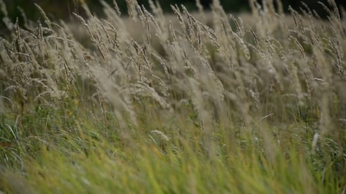 Tall Grass Blowing in the Breeze on a Sunny Day
