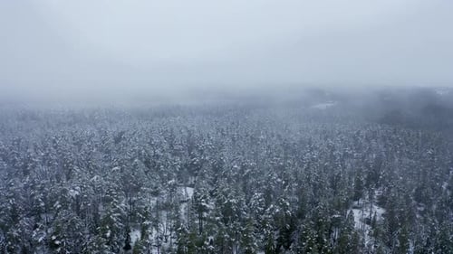 Aerial Drone View in Mountain Forest. Winter Landscape. Fly Over Frozen Snowy Fir and Pine Trees